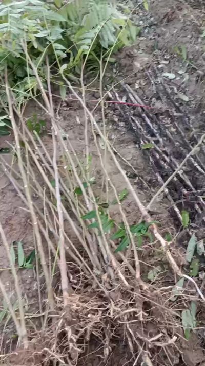 出售臭椿苗，巨峰葡萄苗。药用连翘苗，科研五号优质种苗，2/5年苗，药用连翘树，挂果树，全国包邮到家！财富密码18534302961