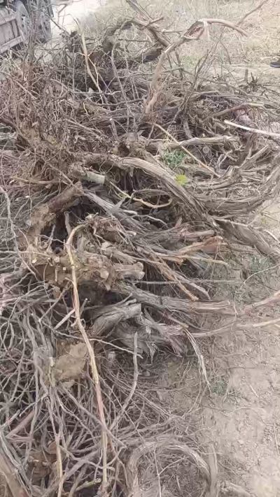 巨峰葡萄树，地径3/6公分，需要联系