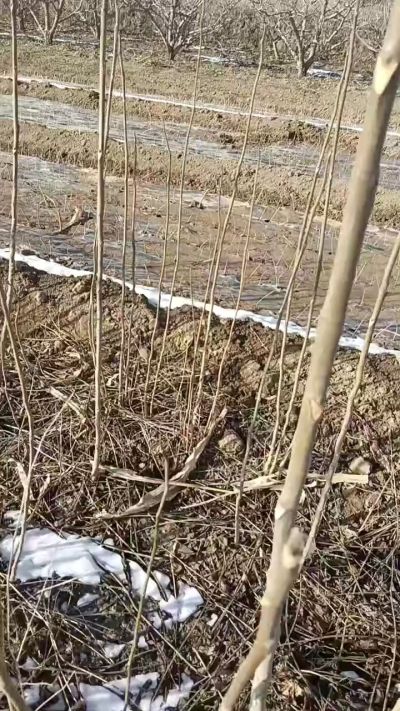 出售臭椿苗，巨峰葡萄苗。药用连翘苗，科研五号优质种苗，2/5年苗，药用连翘树，挂果树，全国包邮到家！财富密码18534302961