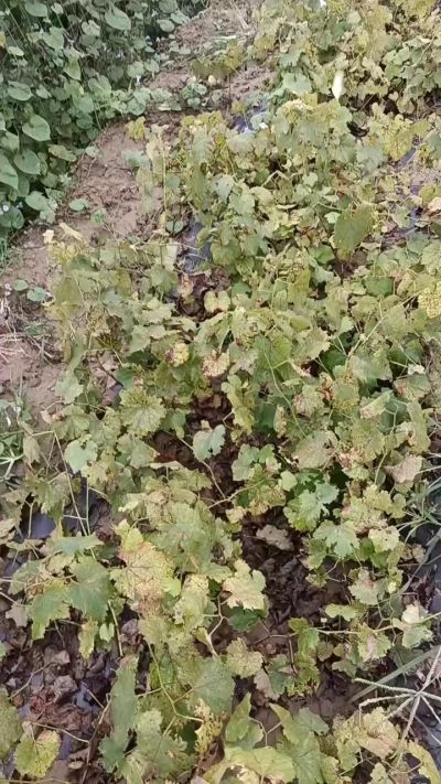 出售巨峰葡萄苗。药用连翘苗，科研五号优质种苗，2/5年苗，药用连翘树，挂果树，全国包邮到家！财富密码18534302961