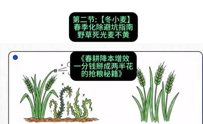 第二节：【冬小麦】春季化除避坑指南，野草死光麦不黄
