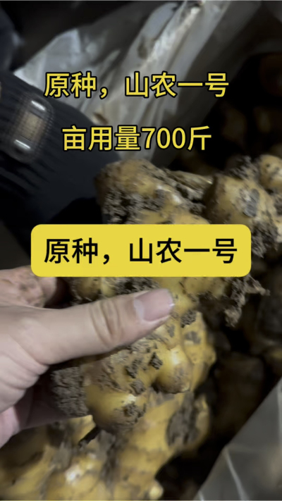 原种，山农一号