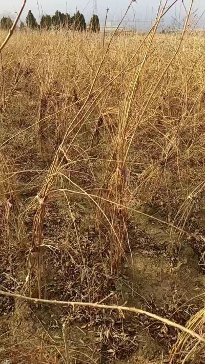 出售药用连翘苗，科研五号优质种苗，2/5年苗，药用连翘树，挂果树，全国包邮到家！财富密码18534302961出售药用连翘苗，科研五号优质种苗，2/5年苗，药用连翘树，挂果树，全国包邮到家！财富密码1