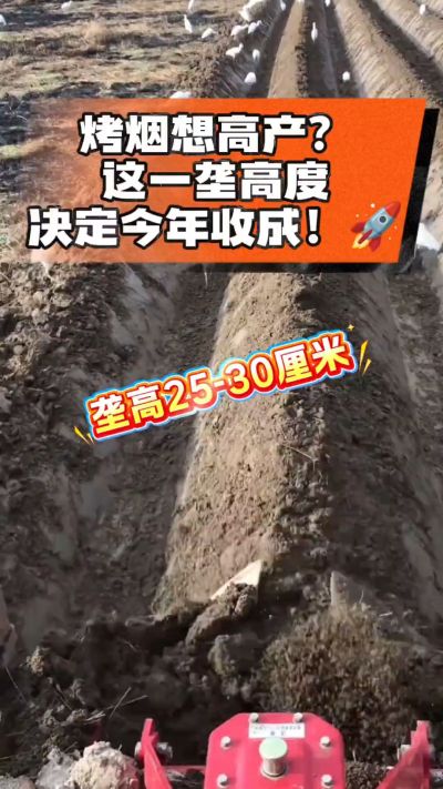 想让烤烟高产，就得从细节抓起。分享一点实打实的干货，只为帮大家少走弯路，种出好烟叶！🌱👍