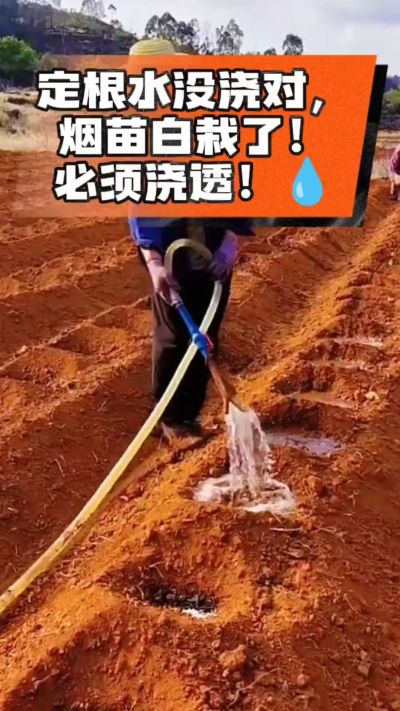 烤烟移栽定根水这么浇，烟苗稳活不僵苗！水里加点它，缓苗快、长势壮，种烟新手必看！