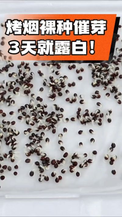 烤烟裸种催芽小技巧，清水浸泡、保温保湿，3天就能露白，出苗快又齐！烟农朋友收藏备用～