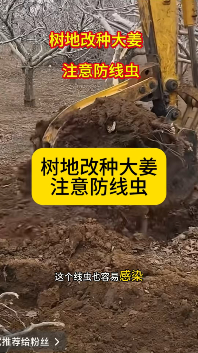 树地改种大姜，注意防线虫！