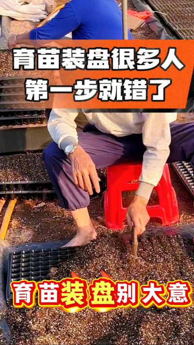 烤烟育苗基质装盘，一步做对，出苗整齐又壮苗！装盘技巧记牢，少走弯路，育苗更省心