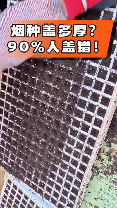 烟种盖多厚？90%烟农都盖错！薄盖才出苗齐、不闷种，烤烟育苗关键一步，照着做就对了