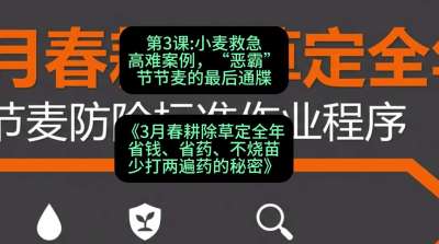 第3节：小麦救急高难案例，&ldquo;恶霸&rdquo;节节麦的最后通牒，课程：《3月春耕除草定全年：省钱、省药、不烧苗、少打两遍药的秘密》