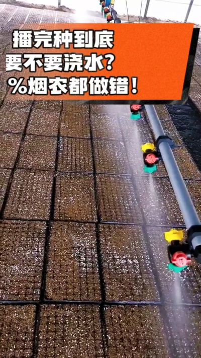 烤烟播完种一定要浇透底水，喷雾慢浇、别大水冲，盘底漏水才算到位，出苗又齐又壮！#烤烟育苗 #烤烟种植 #烟农干货 #育苗技术