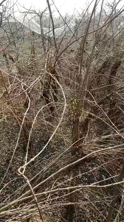 出售药用连翘苗，科研五号优质种苗，2/5年苗，药用连翘树，挂果树，全国包邮到家！财富密码18534302961