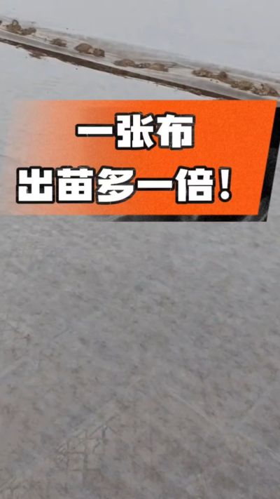 烤烟育苗盖无纺布，保温保湿出苗齐，不烂种、出苗快，烟农必备小技巧！