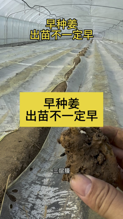 早种姜，出苗不一定早！