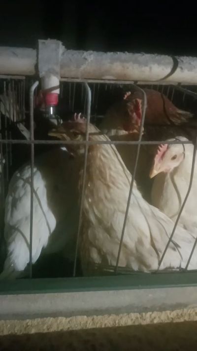 这鸡群在怪叫，怪叫的原因是痰化黏着，形成的比呼噜更重的一种呼吸道。其病因为肺中有热，热灼而痰黏，从而引起的怪叫。