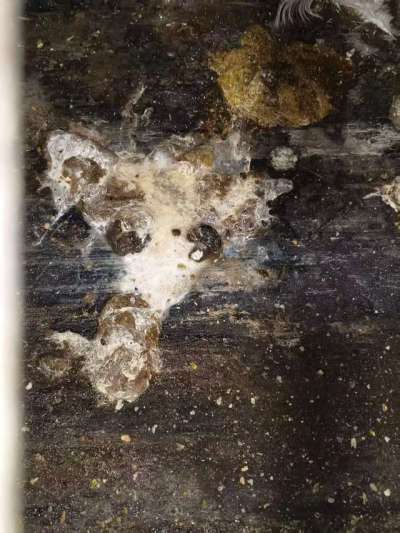 蛋鸡拉白稀的问题