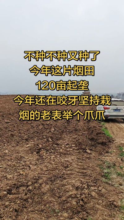 不种不种又种啦，还在咬牙坚持栽烟的老表集合啦！