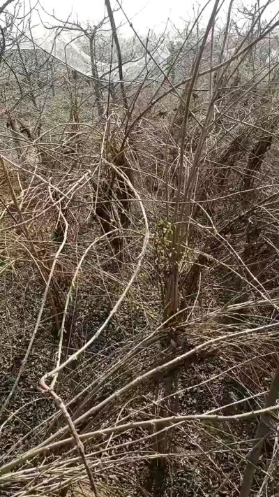 药用连翘苗，科研种苗定制树。挂果树。需要联系18534302961