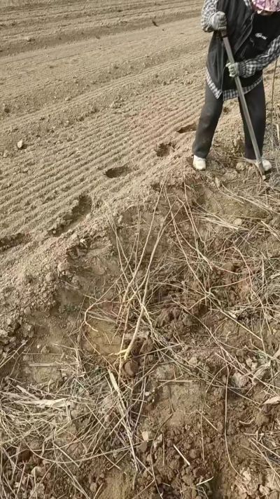 臭椿苗，一年籽播苗，地径0.5/1公分以上。需要联系18534302961