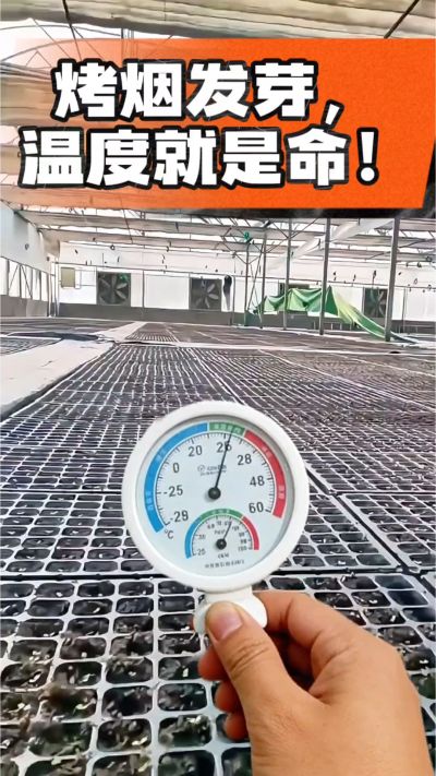 老烟农都懂：发芽温度不对，后期再管都白费！