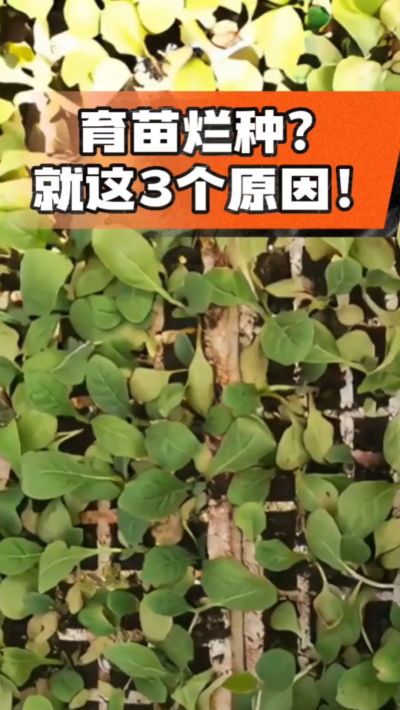 烤烟育苗烂种？3个原因讲清楚！消毒、控水、控温，做到就苗齐苗壮🔥
#烤烟育苗 #烤烟种植 #烂种防治 #烟农