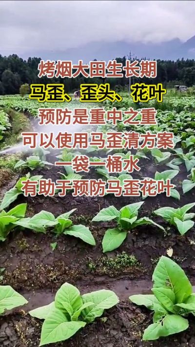 烤烟大田生长期，马歪歪头花叶预防是重中之重，可以使用马歪清方案，一袋一桶水，有助于预防马歪花叶。
烤烟管理早做一步，后期少操心！#烤烟种植#烤烟管理#烤烟大田管理#烤烟病害防治